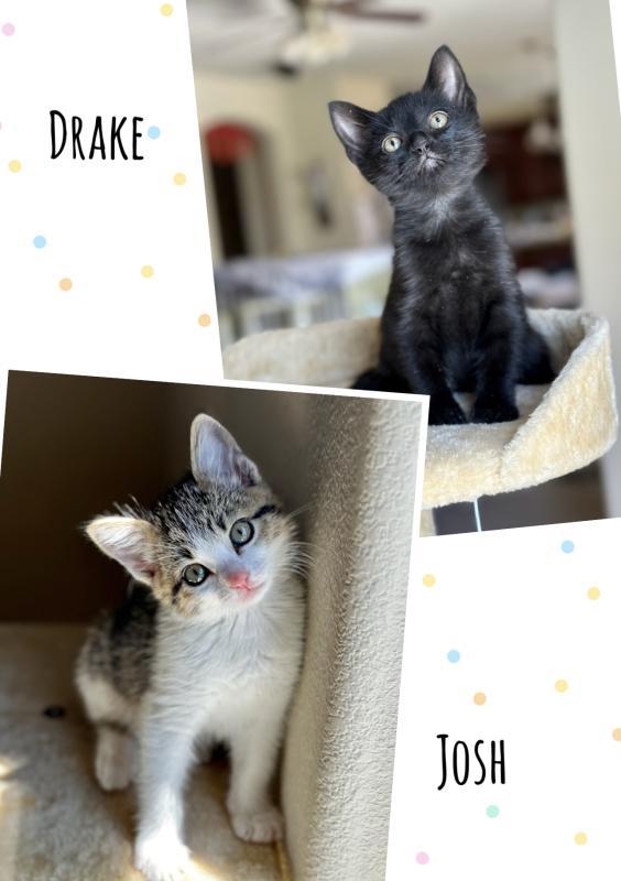Drake and Josh (bonded kittens) w/TG (PCW #2111)